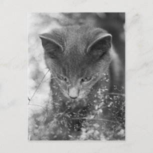 Postal Gris Cat Stalking
