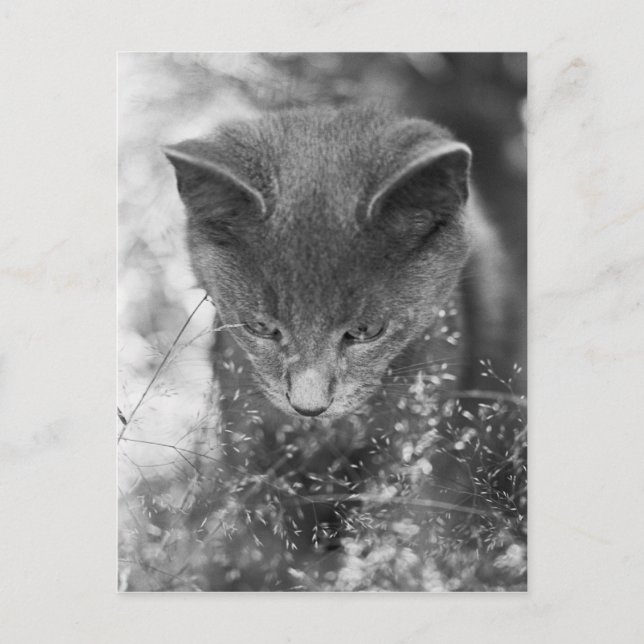 Postal Gris Cat Stalking (Anverso)
