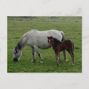 Postal Gris Dartmoor Pony Mare Y Fotografía