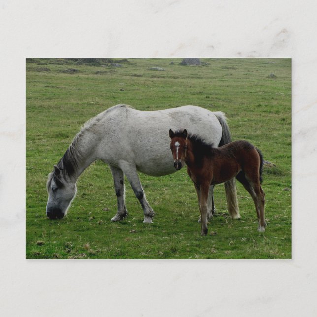 Postal Gris Dartmoor Pony Mare Y Fotografía (Anverso)