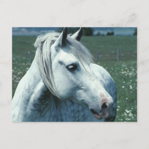 Postal Gris desplegado en pastor florido