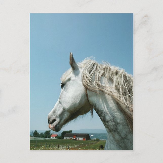 Postal Gris dilatado (Anverso)