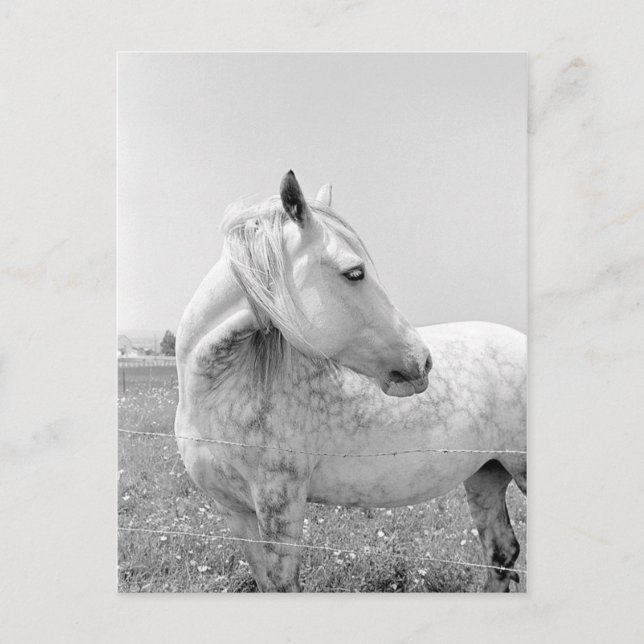 Postal Gris dilatado en pastoreo (Anverso)