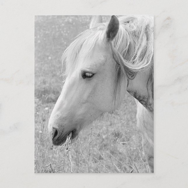 Postal Gris enfurecido (Anverso)