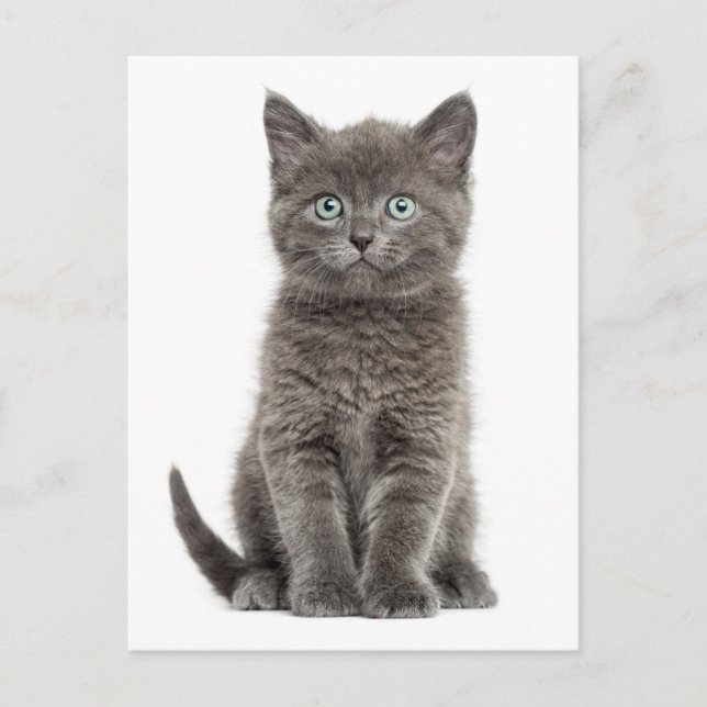 Postal Gris lindo gatito Hola Gato de amor (Anverso)