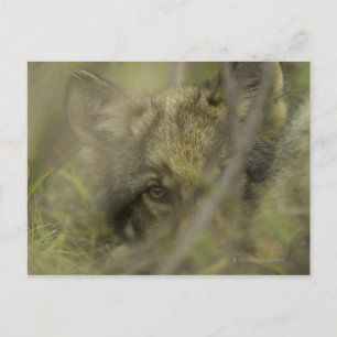 Postal Gris wolf (Canis lupus) cachorro solo, escondido e