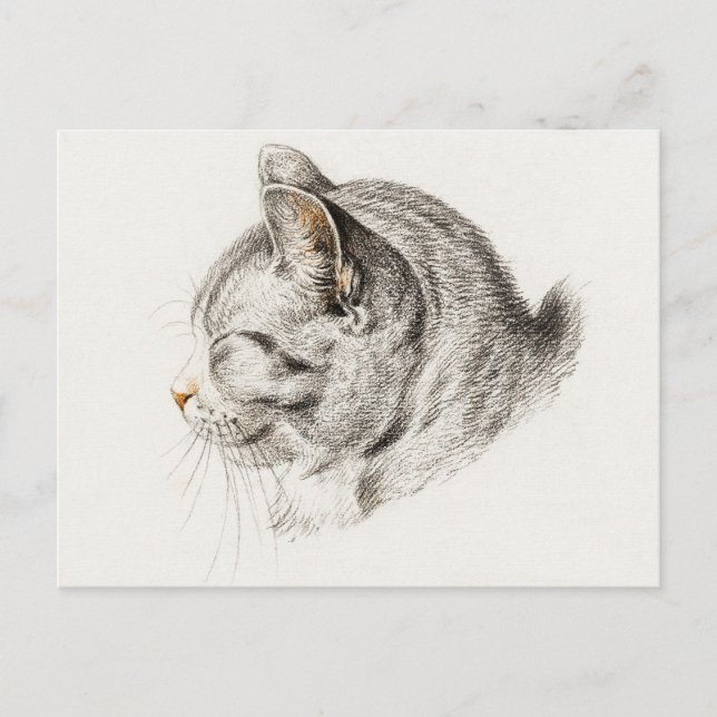 Postal Gris y gato blanco en perfil (Anverso)