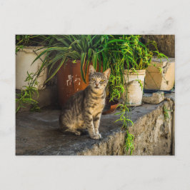 Postal grisáceo lindo gato callejero