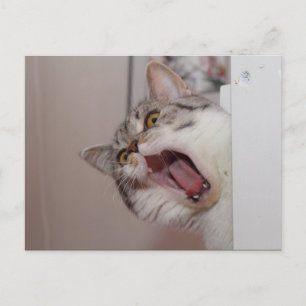 Postal Gritando a British Shorthair