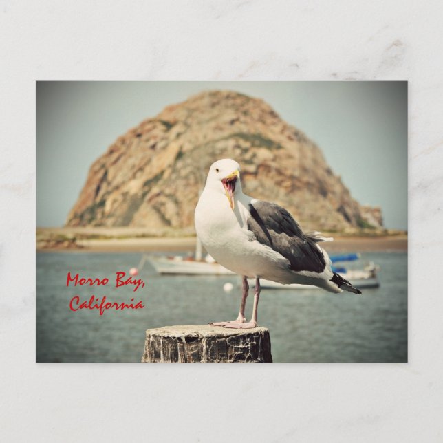 Postal Gritando a Seagull Morro Bay, California (Anverso)