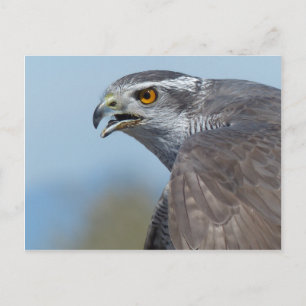 Postal Gritos de Goshawk del Norte