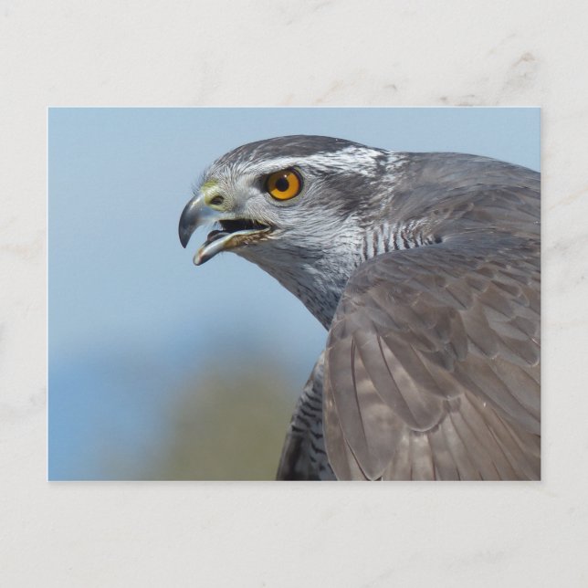 Postal Gritos de Goshawk del Norte (Anverso)