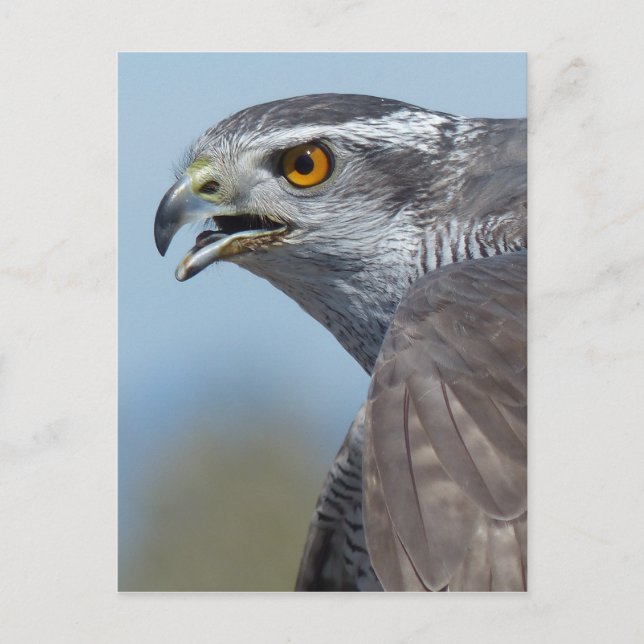 Postal Gritos de Goshawk del Norte (Anverso)