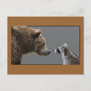 Postal Grizzle Bear Meets Raccoon