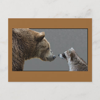 Postal Grizzle Bear Meets Raccoon