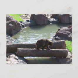 Postal Grizzly Bear