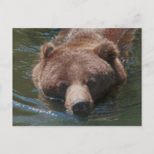 Postal Grizzly Bear
