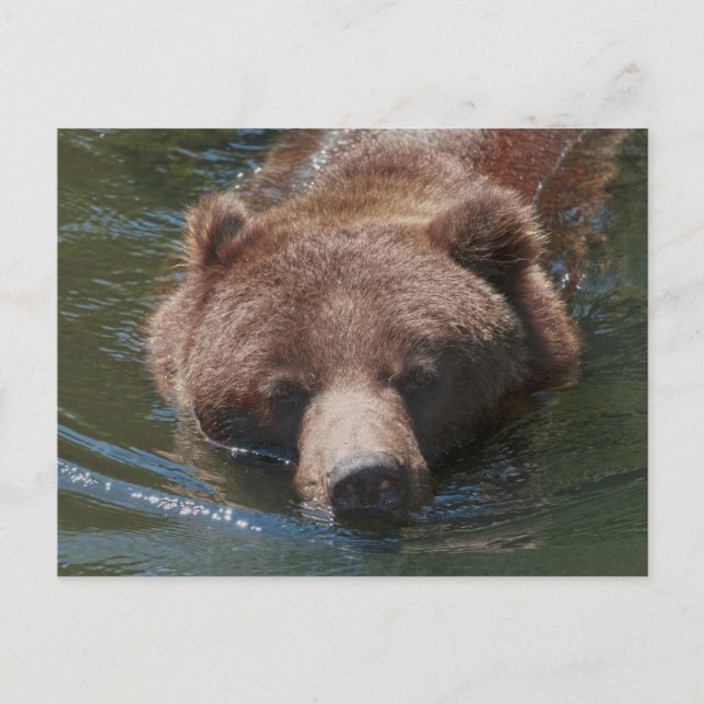 Postal Grizzly Bear (Anverso)