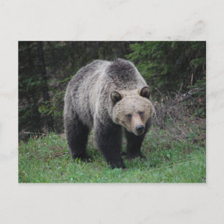Postal Grizzly Bear