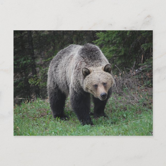 Postal Grizzly Bear (Anverso)