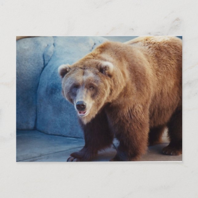 Postal Grizzly Bear 1 (Anverso)
