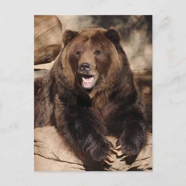 Postal Grizzly Bear Boar (Anverso)