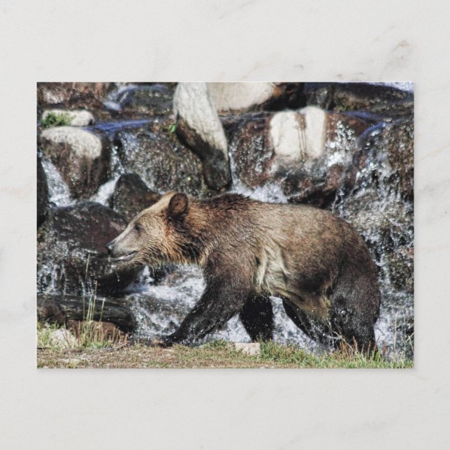 Postal Grizzly Cub (Anverso)