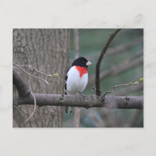 Postal Grosbeak