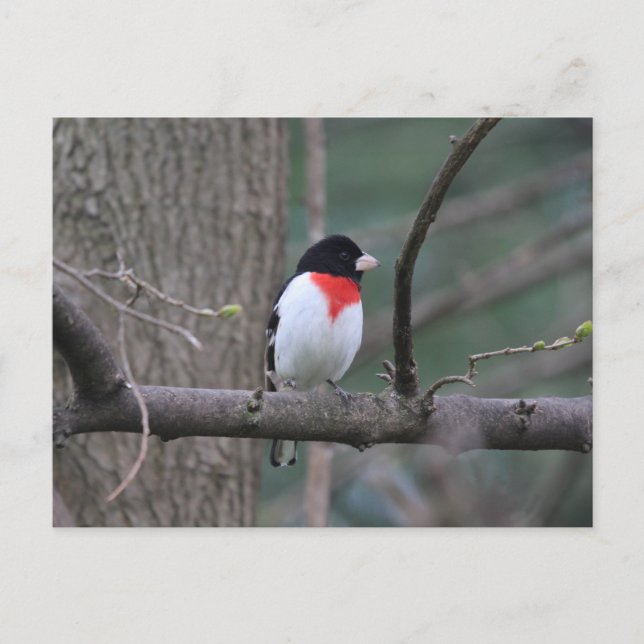 Postal Grosbeak (Anverso)