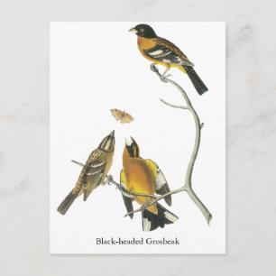 Postal Grosbeak audubon de cabeza negra