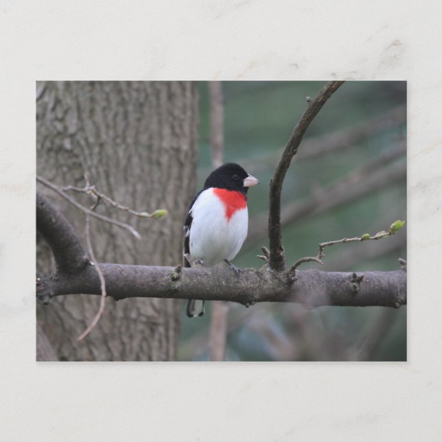 Postal Grosbeak de pecho rojo (Anverso)