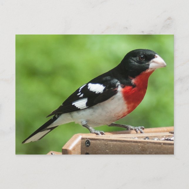 Postal Grosbeak de pecho Rosa (Anverso)