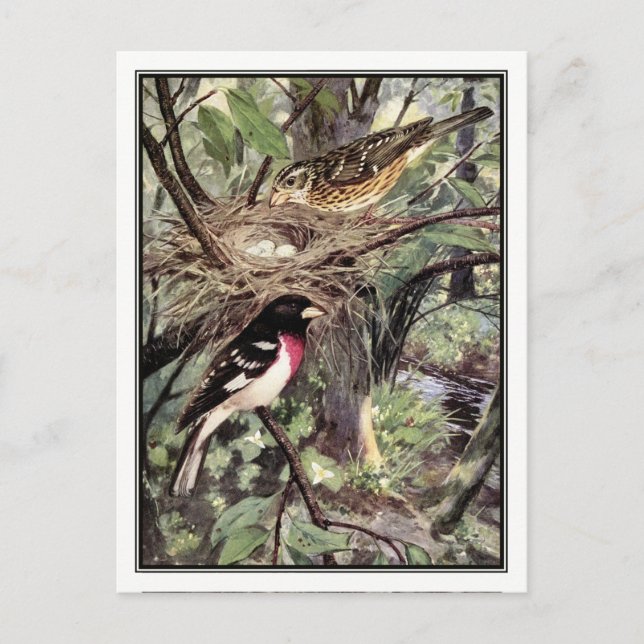 Postal Grosbeak de pecho Rosa - Robert Bruce Horsfall (Anverso)