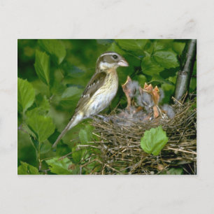Postal Grosbeak (hembra) de pecho Rosa con joven
