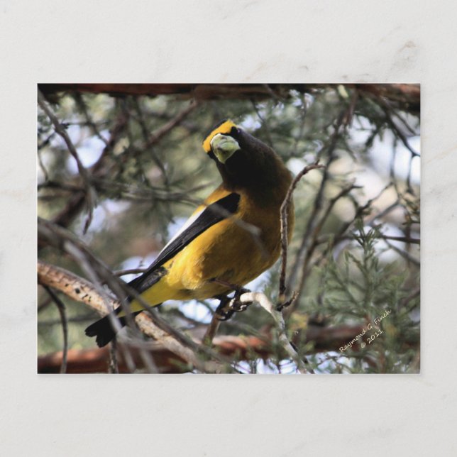 Postal Grosbeak nocturno (Anverso)