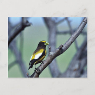 Postal Grosbeak nocturno
