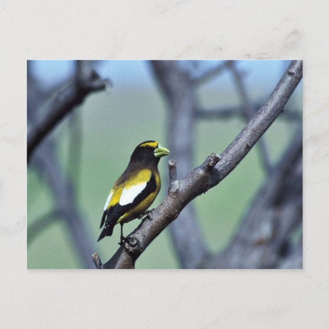 Postal Grosbeak nocturno (Anverso)