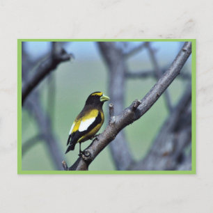 Postal Grosbeak nocturno