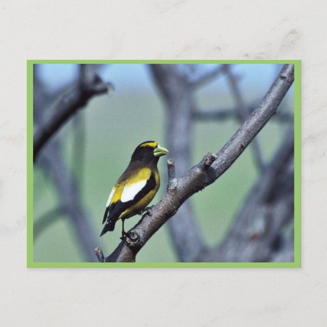 Postal Grosbeak nocturno (Anverso)