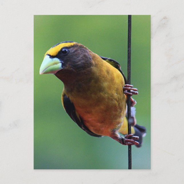 Postal Grosbeak nocturno (Coccothraustes vespertinus) (Anverso)