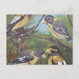 Postal Grosbeaks por la noche