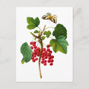 Postal Groseillier Rouge por Pierre Joseph Redoute