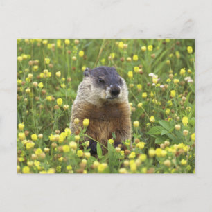 Postal Groundhog
