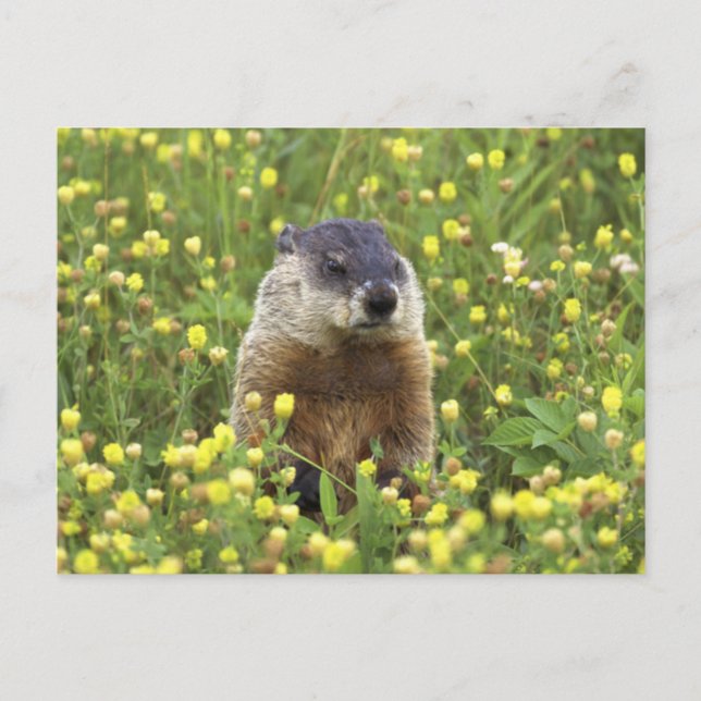 Postal Groundhog (Anverso)
