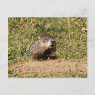 Postal Groundhog