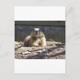 Postal Groundhog