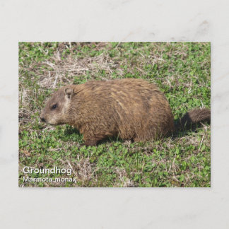 Postal Groundhog