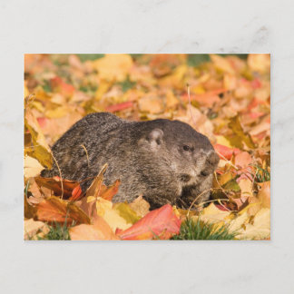 Postal Groundhog
