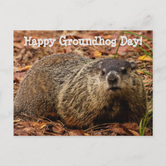 Postal Groundhog