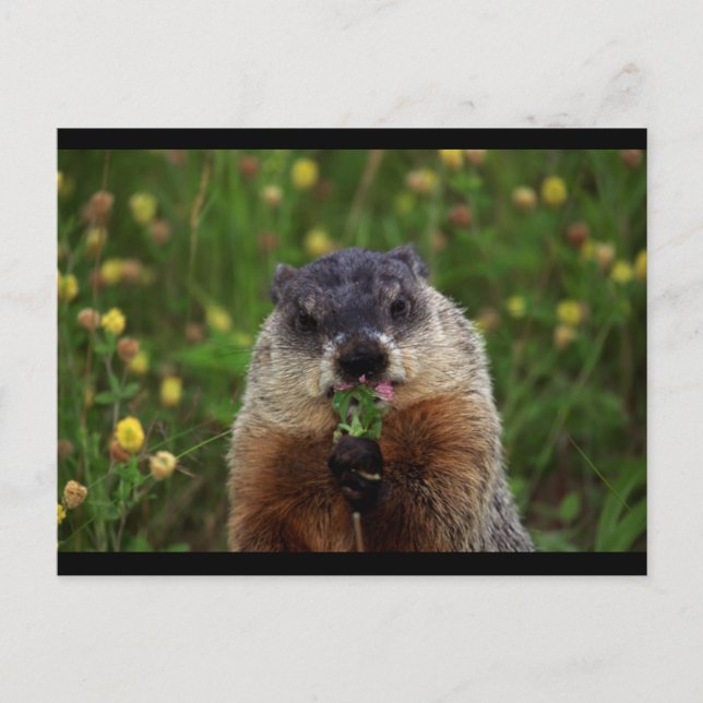 Postal Groundhog Con Flores (Anverso)